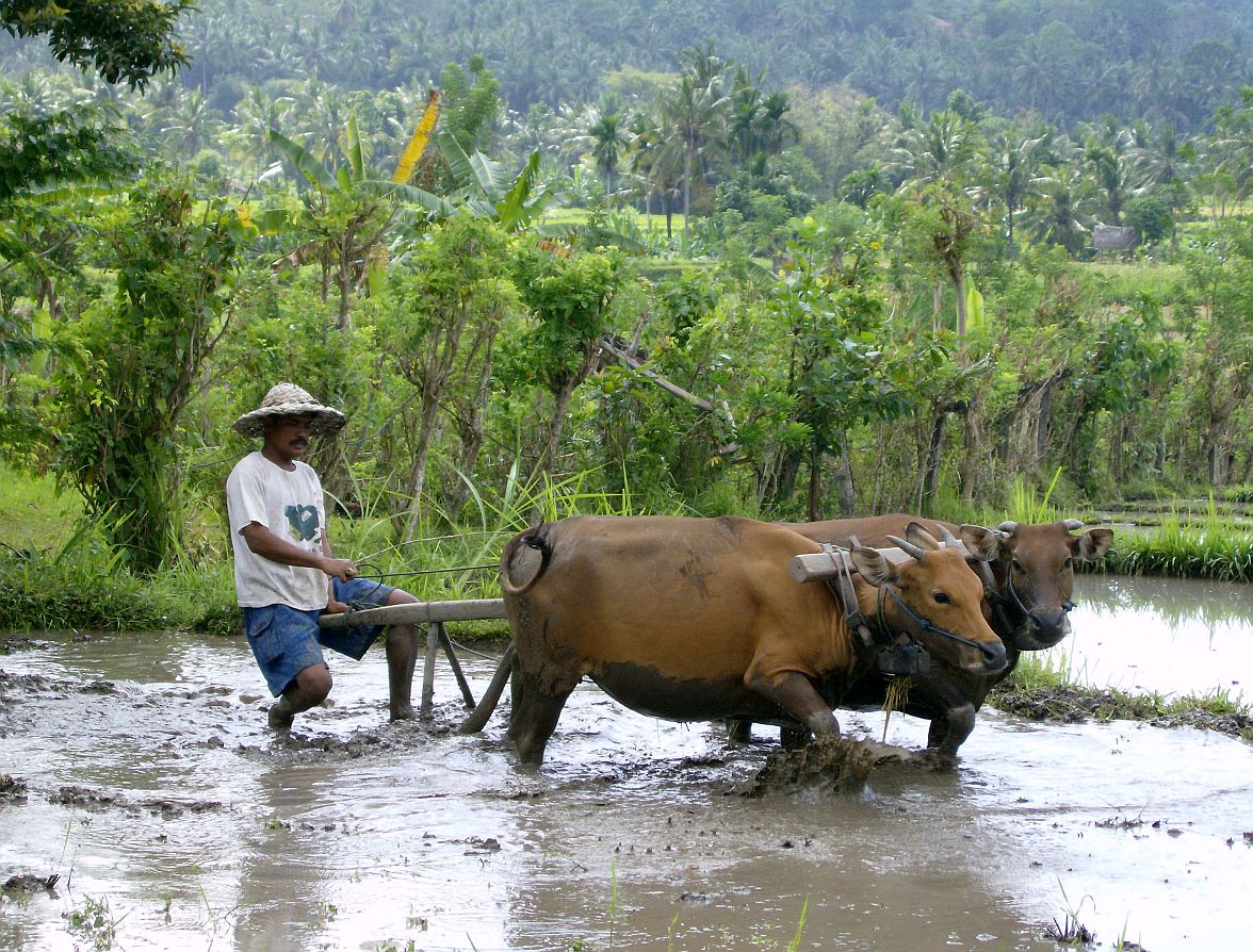 bali05
